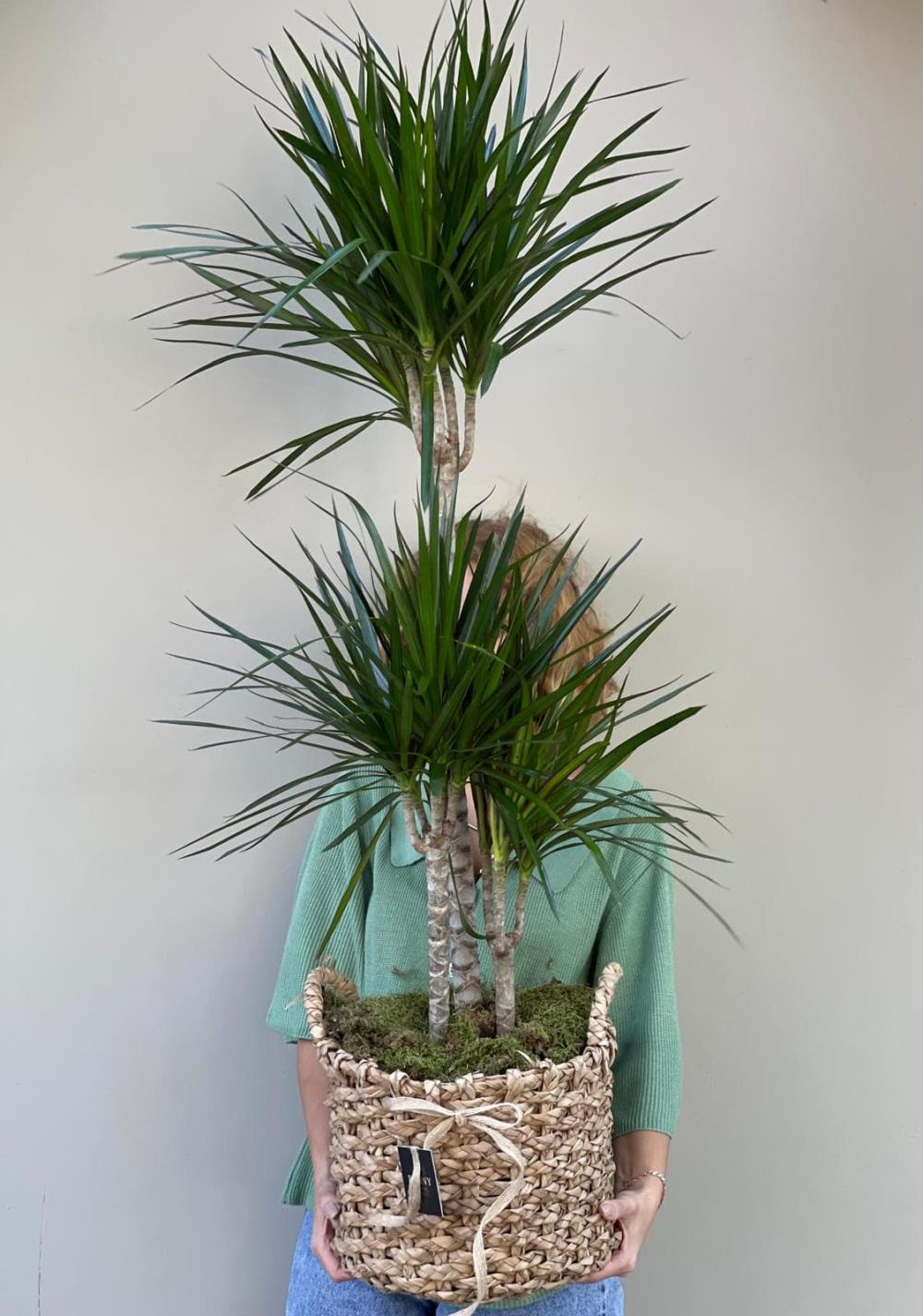 Dracena Marginata 3 Gövde 